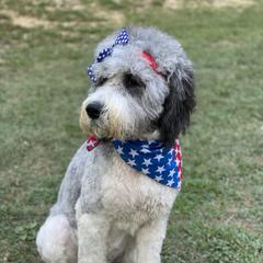 Cleo - Saint Berdoodle