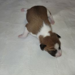 Boy 3 - Basenji puppy in Branchburg, New Jersey from Maringa Basenji