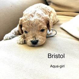 Bristol - Buff and white female Cockapoo puppy in Spring Valley, Wisconsin from Filipiak Breeders