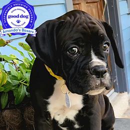 Yellow Collar - Brindle male Boxer puppy in Pass Christian, Mississippi from Amanda's Boxers