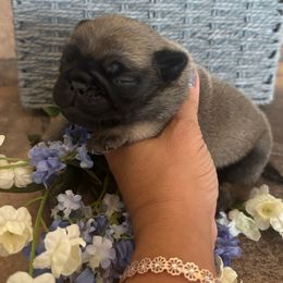 Boy 1 - Fawn male Pug puppy in Tucson, Arizona from Furever Friends