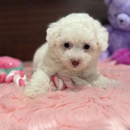 AKC white toy female - White female Poodle puppy in Quincy, Florida from Always Best Kennels, Inc