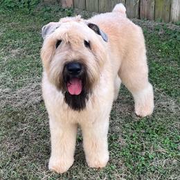 Bouvier des Flandres puppies from Desert Diamonds Bouviers