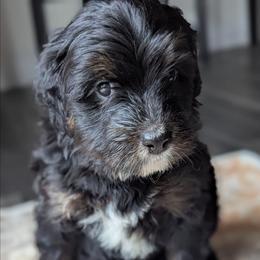 Yellow - Tri-color female Bernedoodle puppy in Connecticut from Valley View Doodles