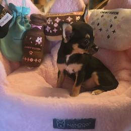 Tilly - Black and tan female Chihuahua puppy in Amity, Pennsylvania from Baxters Chihuahuas