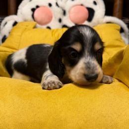 Waylon Jennings - Piebald male Dachshund puppy in Irving, Texas from DFW Dachshunds by G & S