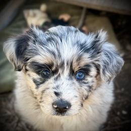 Jolly - Blue merle female Miniature Australian Shepherd puppy in North Lakeport, California from Wild Rose Ranch
