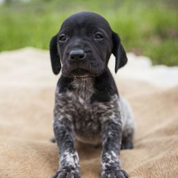 German Shorthaired Pointer Puppies from Spring River Kennel
