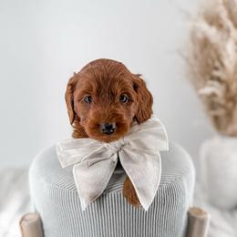 It's The Little Things- Coffee Date - Red  male Goldendoodle puppy in Russell Springs, Kentucky from Milk & Honey Doodles
