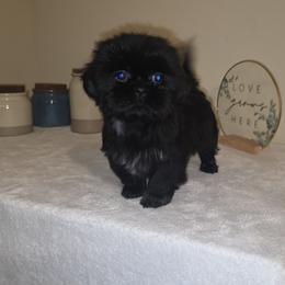 Luna - Black female Shih Tzu puppy in Kings Mountain, North Carolina from Britany's Shih Tzus