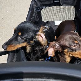 Dachshunds from Pampered in Paradise miniature dachshunds