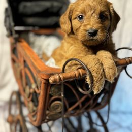 French Bulldog, Goldendoodle, and Golden Retriever Puppies from SoCalFamilyFrenchies, Doodles and more