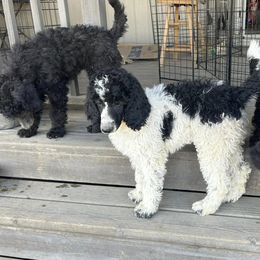 Poodles from Trudy's Poodles