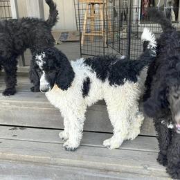 Poodles from Trudy's Poodles