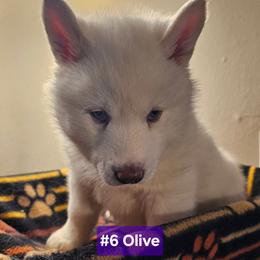 6 (olive) - White female Siberian Husky puppy in Dane, Wisconsin from Sunny Hurricane Siberians