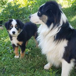 Australian Shepherd Puppies from Aussieway