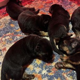 Red - Black and red male German Shepherd puppy in Puyallup, Washington from Majestic Royal German Shepherd’s