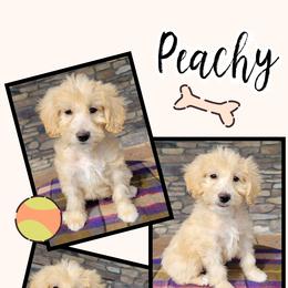 Goldendoodle Puppies from Rose's Doodles