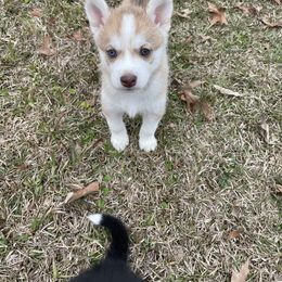 Pomsky Puppies from JsPomskies