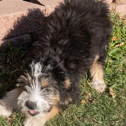 Kirby - Black tri male Miniature American Shepherd puppy in Crowley, Texas from Nelson's Aussies and Aussiedoodles