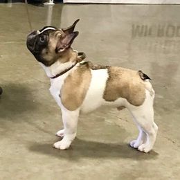 French Bulldogs and Mastiffs from Stonehaven Mastiffs and French Bulldogs