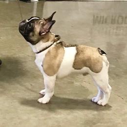 French Bulldogs and Mastiffs from Stonehaven Mastiffs and French Bulldogs