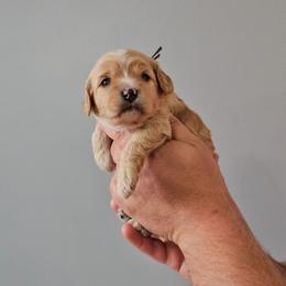 Rolo - Apricot male Cavapoo puppy in South Jordan, Utah from Lucky Doodle Pups