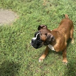 Boxer All Grown Up from Rorschach Boxers