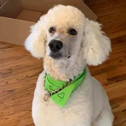 Poodles from Stacy Dillingham's Poodles