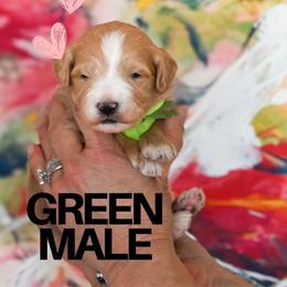 Green - Red  male Goldendoodle puppy in Platteville, Wisconsin from Beck Kennel