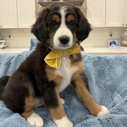 Penelope - Tri-color female Bernedoodle puppy in Herriman, Utah from Rose canyon doodles