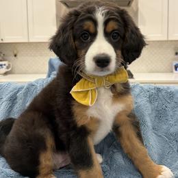 Penelope - Tri-color female Bernedoodle puppy in Herriman, Utah from Rose canyon doodles