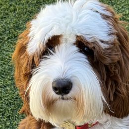 Australian Labradoodles and Labradoodles from Glory Labradoodle’s