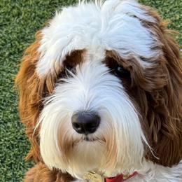 Australian Labradoodles and Labradoodles from Glory Labradoodle’s