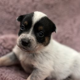 Girl 4 - Blue speckled female Australian Cattle Dog puppy in Scurry, Texas from RedHorizon AKC Australian Cattle Dogs (Heelers)