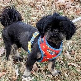 Gunner - Black and tan male Shih Tzu puppy in Berkeley Springs, West Virginia from Sandridge Shih Tzus