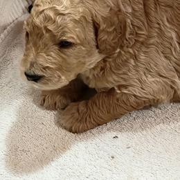 Burley - Apricot male Poodle puppy in Stephentown, New York from Creme de la Poodle, standard poodles
