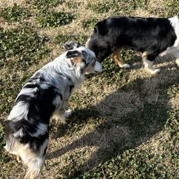 Miniature American Shepherds and Miniature Australian Shepherds from Rhodes Avenue Kennel