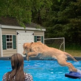 Golden Retrievers from CeCe Goldens