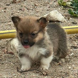 Lincoln - Sable male Pembroke Welsh Corgi puppy in Cheyenne, Wyoming from JD's Corgi Kennel