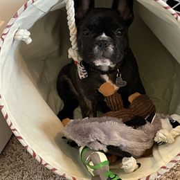 French Bulldog Puppies from Hilltop French Bulldogs