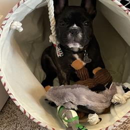 French Bulldog Puppies from Hilltop French Bulldogs