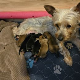 Morkie puppies from Weiss's Puppies