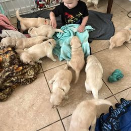 Golden Retriever Puppies from Loyal Golden Retrievers