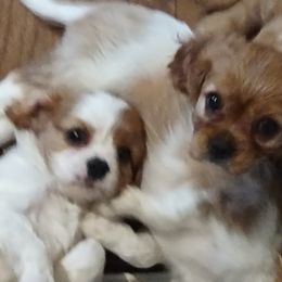 Cavalier King Charles Spaniel Puppies from Grace Cavalier Kingdom