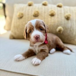 Lenny - Red male Bernedoodle puppy in Murray, Utah from Sun Valley Doodles