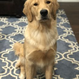 Golden Retriever Puppies from Briarcrest Golden Retrievers