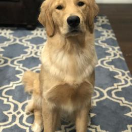 Golden Retriever Puppies from Briarcrest Golden Retrievers