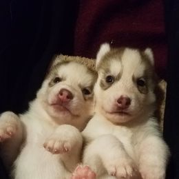 Siberian Husky Puppies from Brinic Siberins