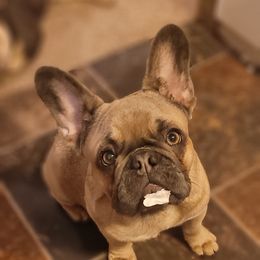 French Bulldog Puppies from 4 Leaf Frenchies